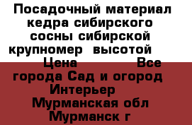 Посадочный материал кедра сибирского (сосны сибирской) крупномер, высотой 3-3.5  › Цена ­ 19 800 - Все города Сад и огород » Интерьер   . Мурманская обл.,Мурманск г.